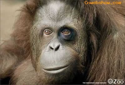 ϵеƽ<a href=http://www.cnwebshow.com target=_blank class=infotextkey></a>Ʒ