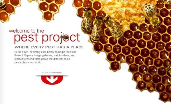 վ<a href=http://www.cnwebshow.com target=_blank class=infotextkey>ҳ</a>:pestproject