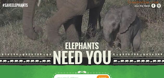 Save Elephants