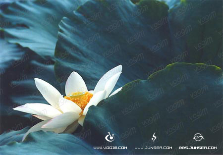 PhotoshopͼƬ�ϳɽ̶̳�--����������