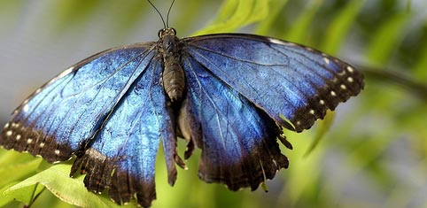 Papillon bleu