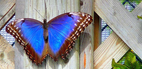 Papillon bleu