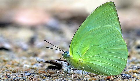 Lemon Emigrant