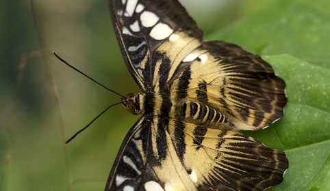 Le papillon lopard