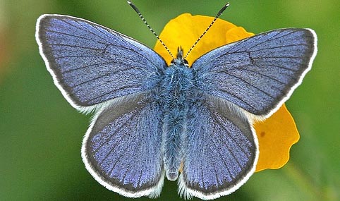 Silver studded blue