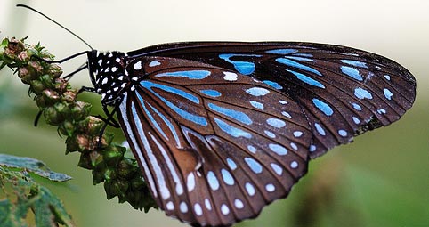 Phuket Butterfly