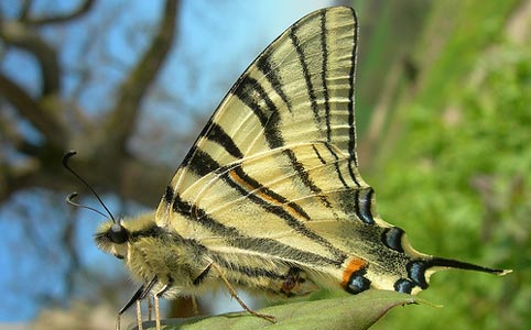 Scarce Swallowtail