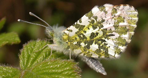 Orangetip, Bintree Woods