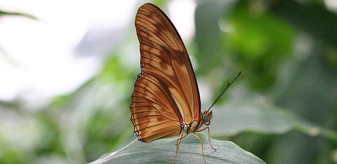 Brown Butterfly