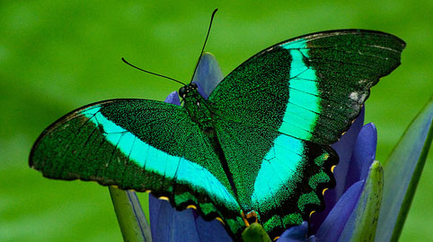 Butterfly On a Lily