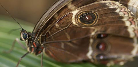 Loeil de Caen - Butterfly